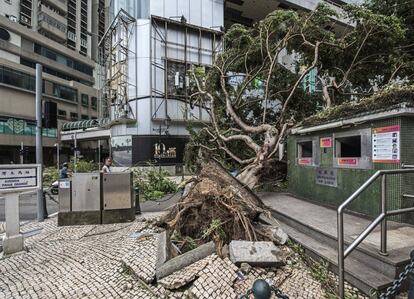 Un árbol caído sobre una calle tras el paso del tifón Hato en Macao (China). Tres personas han muerto y otras dos están desaparecidas en Macao a consecuencia de Hato, el tifón más fuerte de los últimos 18 años.