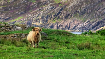 Tierras altas en Scourie Sutherland (Escocia)