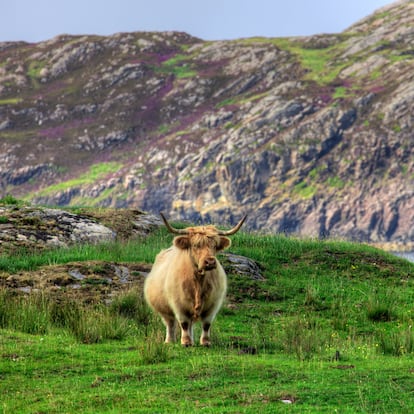 Tierras altas en Scourie Sutherland (Escocia)