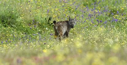 Un lince liberado en Villafranca de C&oacute;rdoba.