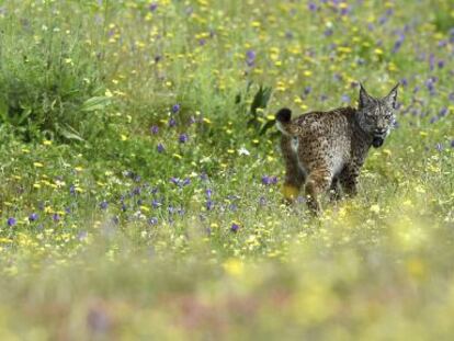 Un lince liberado en Villafranca de C&oacute;rdoba.