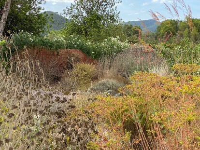 La carencia de agua tiñe de tonos pajizos durante el verano  el jardín experimental de Valerio Miragoli en Ibiza.