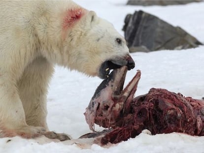 Urso polar se alimenta dos restos de um golfinho-de-bico-branco em julho de 2014.