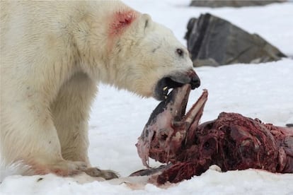 Un oso polar alimentándose de los restos de un delfín de pico blanco en julio de 2014.