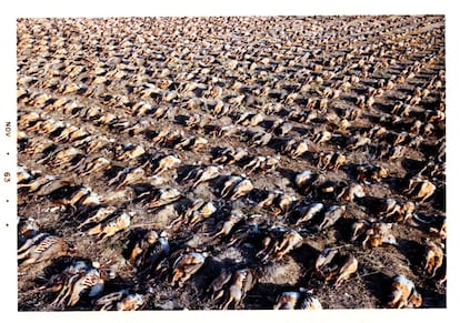 Parte del botín cinegético de las jornadas de Santa Cruz de Mudela, más de 4.600 perdices, fotografiadas por Eduardo Matos.