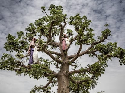 Dos niñas trepan a un árbol baobab mientras buscan hojas para cocinarlas en la aldea de Malamawa, en Níger.