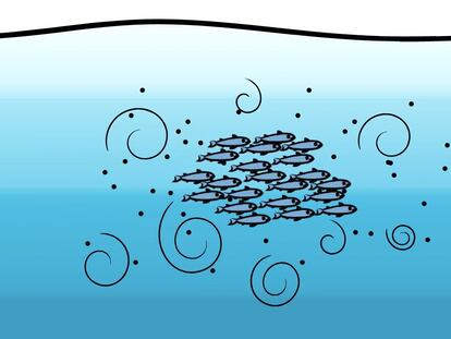 Illustration created by the research team, showing the eddies created by the anchovies.