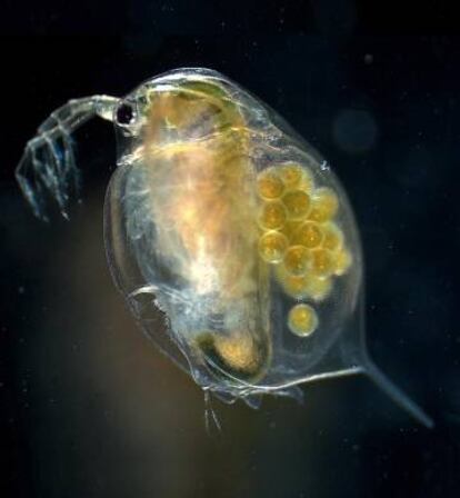 La puça d'aigua ha evolucionat per tolerar aigües cada vegada més càlides.