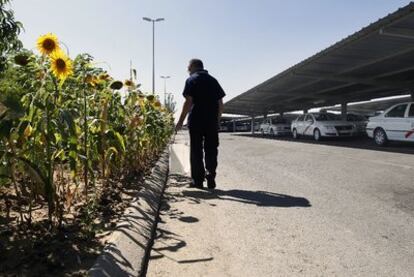 Varios taxistas de los que cada día acuden a la Terminal 4 de Barajas en busca de clientela han aprovechado una zona sin asfalto para crear un huerto urbano.