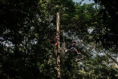 Niños se divierten escalando árboles en el Parque de la Catacumba. Actividades lúdicas como rapel, tirolina y escalada de árboles son algunas de las actividades que ofrece la empresa encargada de la gestión del parque.