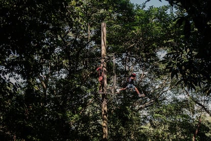 Niños se divierten escalando árboles en el Parque de la Catacumba. Actividades lúdicas como rapel, tirolina y escalada de árboles son algunas de las actividades que ofrece la empresa encargada de la gestión del parque.