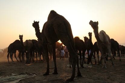 O festival de camelos de Pushkar é um dos mais populares no Rajastão e é considerado o maior do mundo