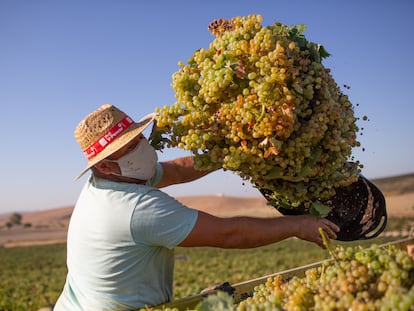 Un jornalero con mascarilla descarga la uva vendimiada al camión en la viña La Capitana en la campiña jerezana, en Cádiz.