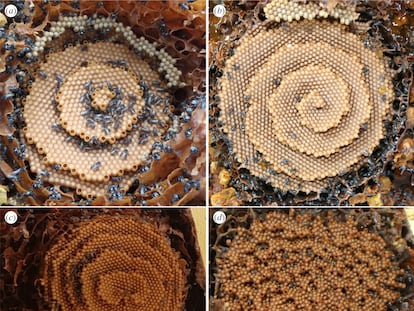 Imagen de los panales construidos por la abeja sin aguijón australiana ('Tetragonula carbonaria').