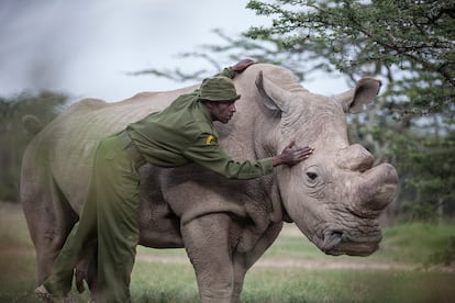 Rinoceronte Sudan