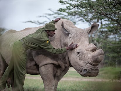 Mohammed Doyo, cuidador principal, acaricia al rinoceronte Sudan. El último rinoceronte blanco del norte macho.