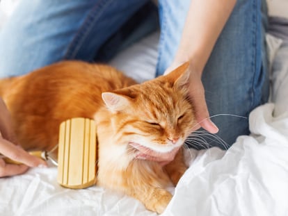 Un accesorio que permite quitar los pelos de tu gato de forma sencilla. GETTY IMAGES.