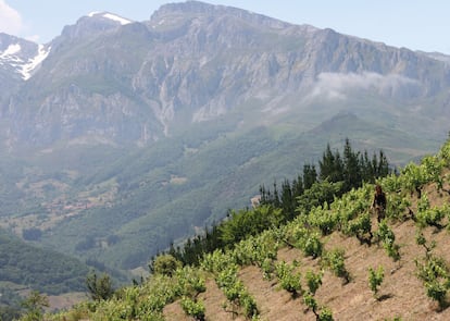 Paisaje desde la bodega, en una imagen cedida por Orulisa. 