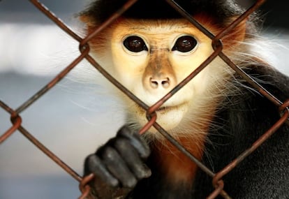 Un langur jaspeado observa al fotgrafo desde su recinto en el zoo de Bangkok (Tailandia).