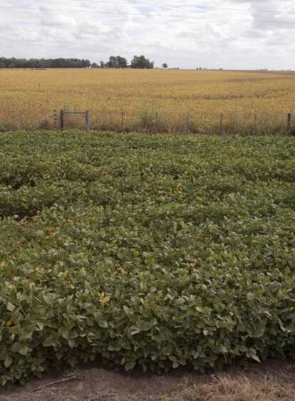 Plantación de soja a punto de ser cosechada en un campo de la provincia de Santa Fe (Argentina)