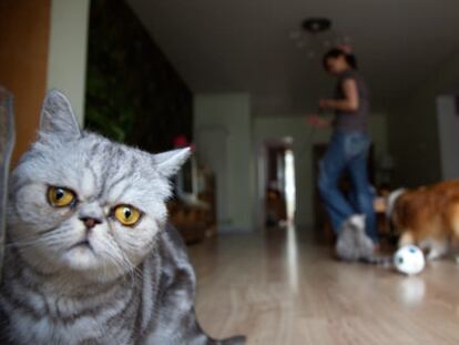De gato a perro en 100 días