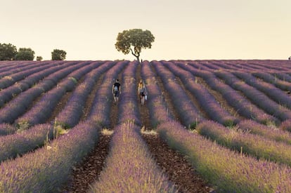 Un campo de lavanda en flor en Brihuega (Guadalajara).