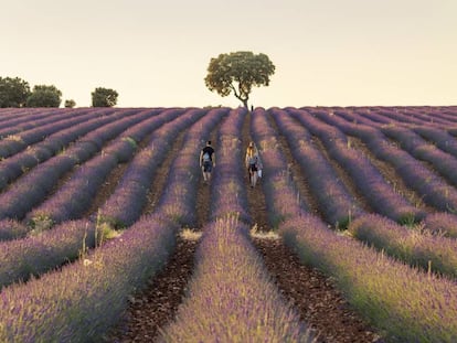 Un campo de lavanda en flor en Brihuega (Guadalajara).