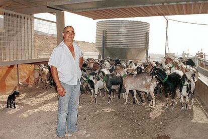 José Hernández, juez de paz de Betancuria, con parte de su rebaño de cabras.