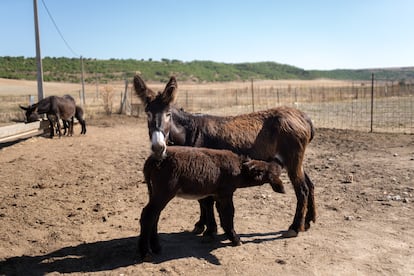 Burras con sus buches en la granja de Torres del Carrizal, en Zamora.