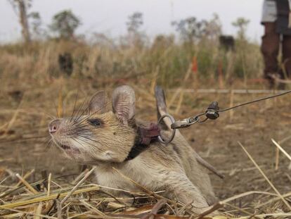 La rata Magawa, sobre el terreno.