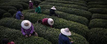 Trabajadores de temporada que cosechan té en la aldea provincia de Zhejiang (China).