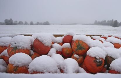 Calabazas cubiertas de nieve en Wertach, al sur de Alemania, el 6 de noviembre de 2017.