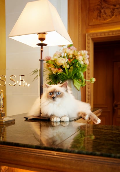 Socrate, un gato birmano, es todo un personaje del hotel con 'suite' propia.