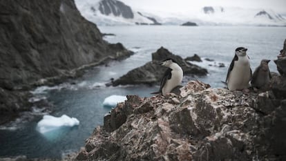 Um grupo de pinguins na Antártida em 11 de fevereiro.