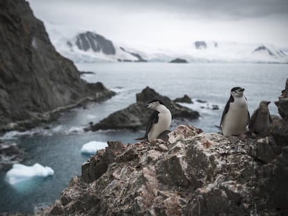 Um grupo de pinguins na Antártida em 11 de fevereiro.