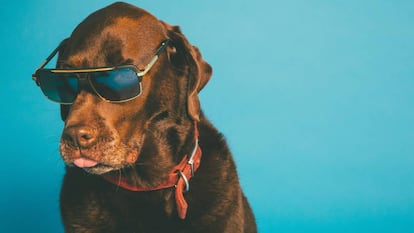 Cuándo hay que poner gafas de sol al perro y otras diez dudas de dueños de mascotas resueltas por expertos