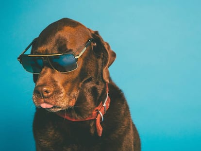 Cuándo hay que poner gafas de sol al perro y otras diez dudas de dueños de mascotas resueltas por expertos