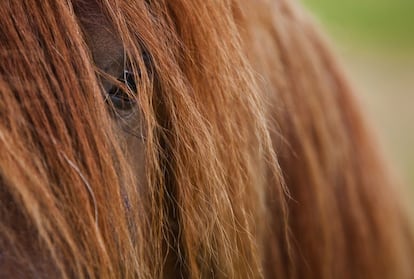 El caballo islandés es una raza que destaca por su belleza y por su capacidad para adaptarse a las condiciones climatológicas más adversas.