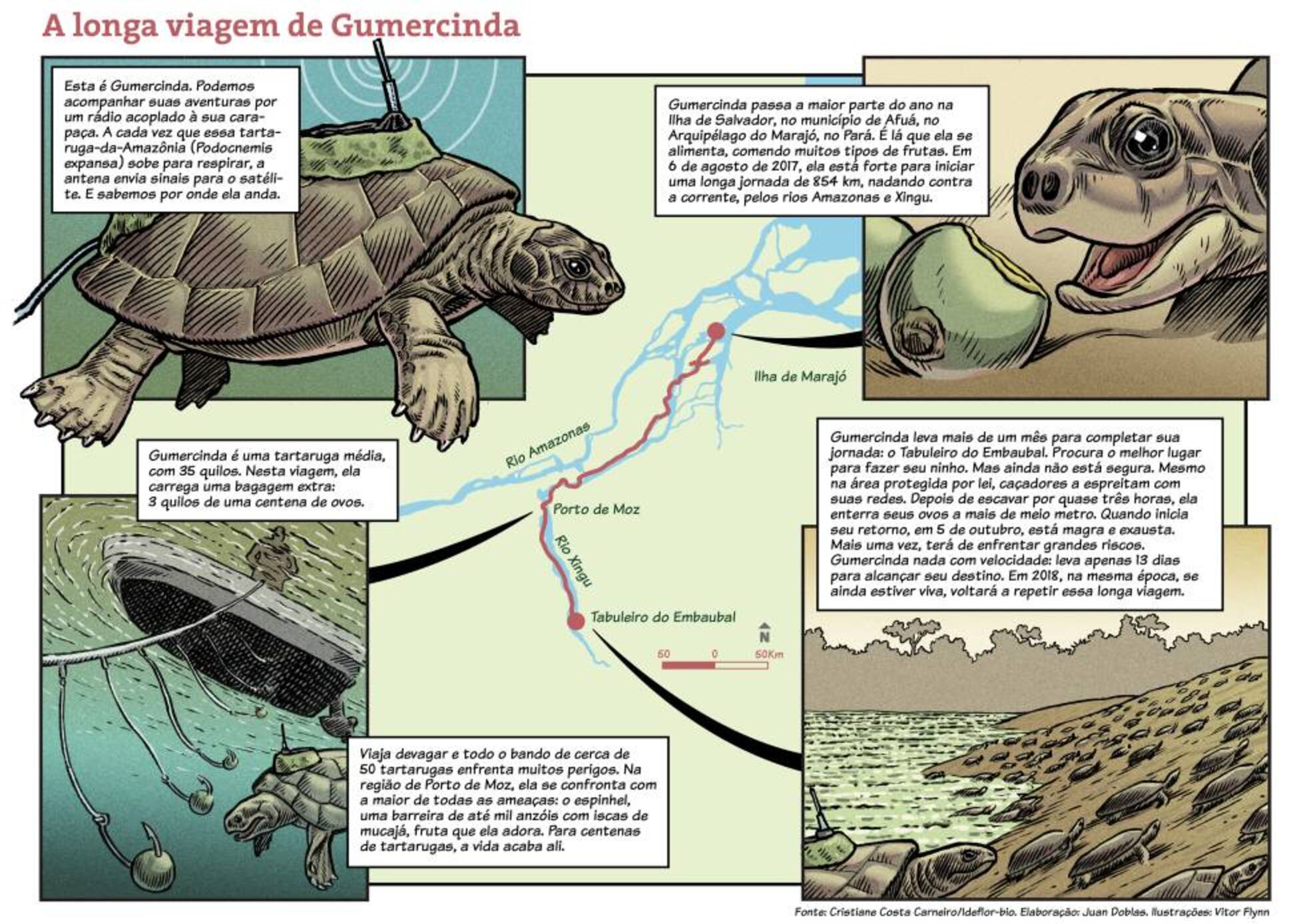 Tartarugas no Tabuleiro do Embaubal: Gumercinda e Alice querem viver |  Ciência | EL PAÍS Brasil