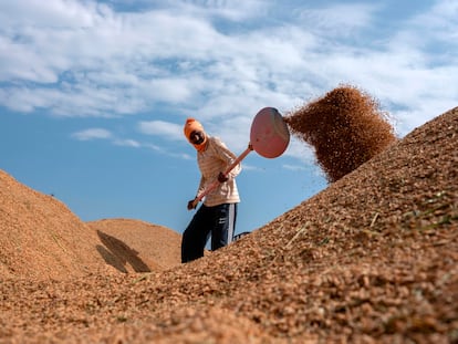 Un trabajador, sobre una pila de arroz en Barwala (India), en octubre.