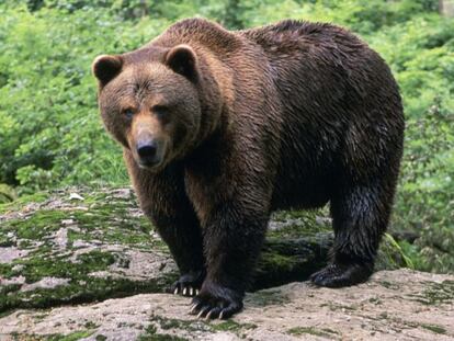 Un oso pardo en la cordillera Cant&aacute;brica.