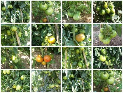 ¿Por qué vas al huerto?