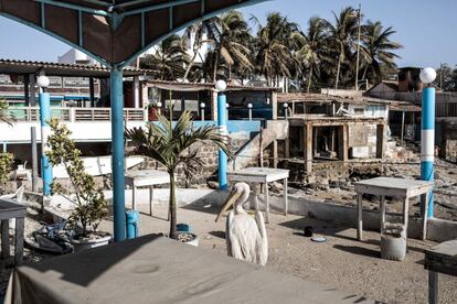 Senegal. El país está tomando medidas estrictas para contener la pandemia de coronavirus y una de ellas es el cierre de establecimientos de hostelería en general. En la imagen, un pelícano descansa en un local cerrado en la zona de Almadies, en Dakar, el 25 de marzo de 2020. El turismo es uno de los principales impulsos económicos de Senegal, y ahora los propietarios y empleados de restaurantes y hoteles están preocupados por su futuro en los próximos meses.