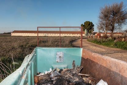 Un contenedor lleno de gallinas y pollos en una granja avícola, a las afueras de Daimiel.
