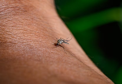 El mosquito Aedes, el principal transmisor del virus de la fiebre amarilla.