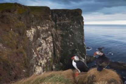 Dos frailecillos ante los acantilados de Latrabjarg, en Islandia.