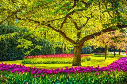 Tan espectacular como efímero, el <a href="https://keukenhof.nl/en/" target="_blank">jardín Keukenhof</a>, en Lisse , a mitad de camino entre Ámsterdam y La Haya, solo abre en primavera (del 21 de marzo al 10 de mayo en 2020), cuando florecen más de siete millones de bulbos de 800 variedades de tulipanes. Es el jardín de tulipanes más grande del mundo pero en sus 32 hectáreas se pueden contemplar además jacintos, narcisos, rosas, claveles, lirios, azucenas. Y orquídeas, a las que dedica uno de sus cuatro pabellones. En otro, llamado Juliana, se organiza la exposición 'Tulip-Manía'. Los niños pueden disfrutar de búsquedas del tesoro, un laberinto o una granja de animales con gallinas y cabras.