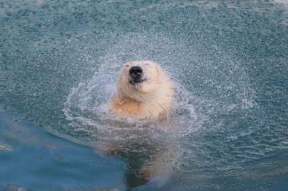 La osa polar Snezhana nada en el Zoo Nyíregyháza, a 227 kilómetros de Budapest (Hungría). 