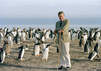 El entonces príncipe Carlos, en 1999, rodeado de pingüinos papúa durante una visita a León Marino, una de las islas Malvinas.