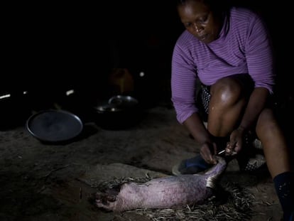 Uma mulher de Camarões prepara como alimento um porco-espinho caçado na selva.